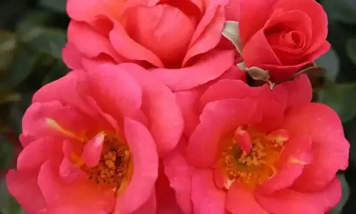 K458 Róża rabatowa FLAMINGO®