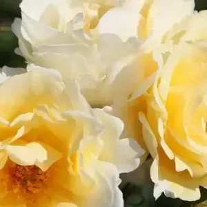 K459 Róża rabatowa Mentor Rose®