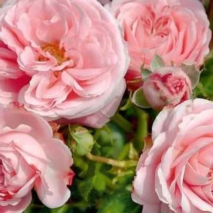 K462 Róża rabatowa CRESCENDO®