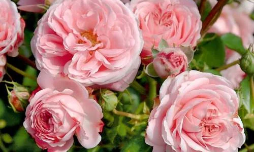 K462 Róża rabatowa CRESCENDO®