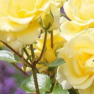 K463 Róża rabatowa DEBÜT®