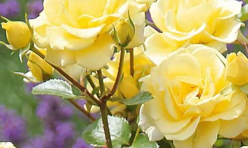 K463 Róża rabatowa DEBÜT®