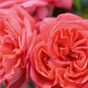 K464 Róża rabatowa EVELIN®