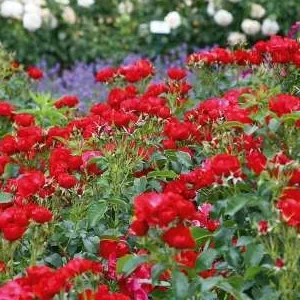 K465 Róża rabatowa RESONANZ®