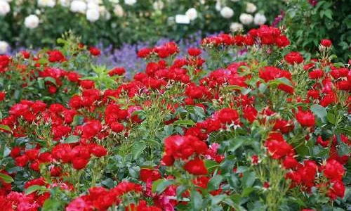 K465 Róża rabatowa RESONANZ®