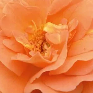 K466 Róża rabatowa Zachodni Czas