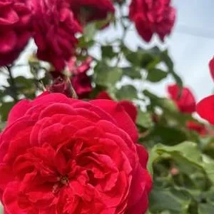 K467 Róża rabatowa MONA LISA®