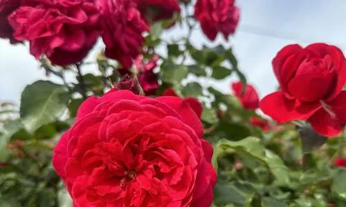 K467 Róża rabatowa MONA LISA®