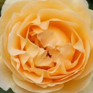 K468 Róża rabatowa SPOTLIGHT®