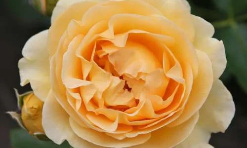 K468 Róża rabatowa SPOTLIGHT®