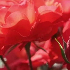 K469 Róża rabatowa WESTPOINT®