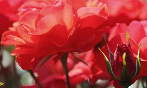 K469 Róża rabatowa WESTPOINT®