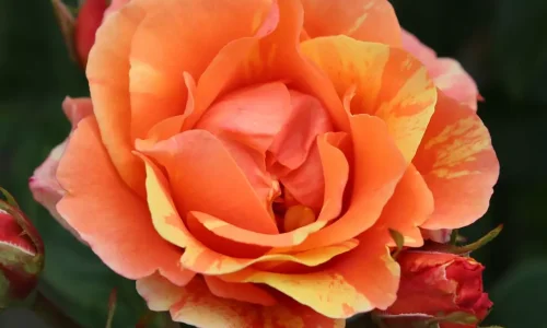 K470 Róża rabatowa LOLLIPOP®