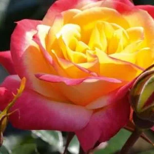 K471 Róża rabatowa EUPHORIA®