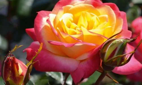 K471 Róża rabatowa EUPHORIA®