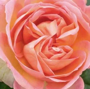 K472 Róża rabatowa AUGUSTE ESCOFFIER®