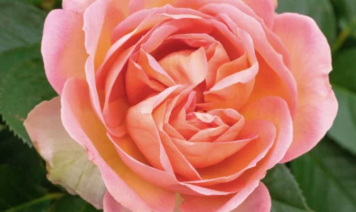 K472 Róża rabatowa AUGUSTE ESCOFFIER®