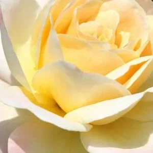 K474 Róża rabatowa Hermann Hesse