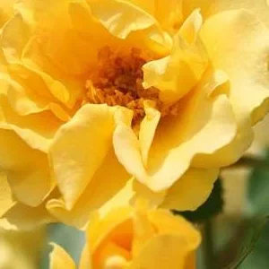 K475 Róża rabatowa WESTART®