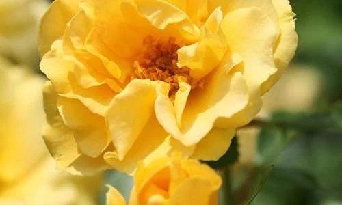 K475 Róża rabatowa WESTART®