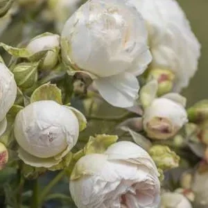 K476 Róża rabatowa Najdroższy