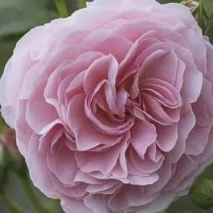 K477 Róża rabatowa MISS GRANGER®