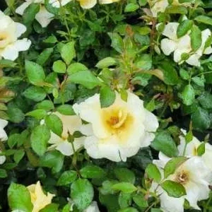 K478 Róża rabatowa Cesarz Parasol