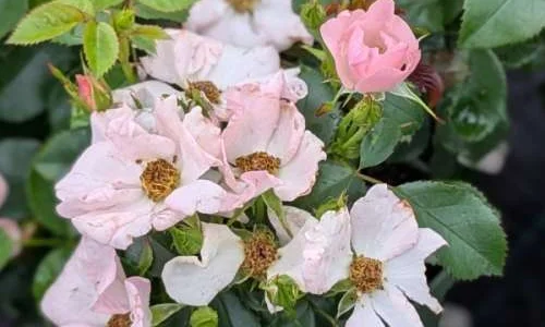 K479 Róża rabatowa RÓWNOŚĆ