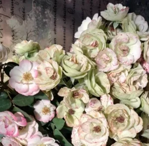 K480 Róża rabatowa Tańczące Rusałki