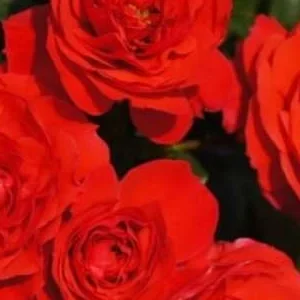 K481 Róża rabatowa CHERRY GIRL®