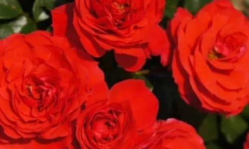 K481 Róża rabatowa CHERRY GIRL®