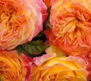 K482 Róża rabatowa GARTENSPASS®