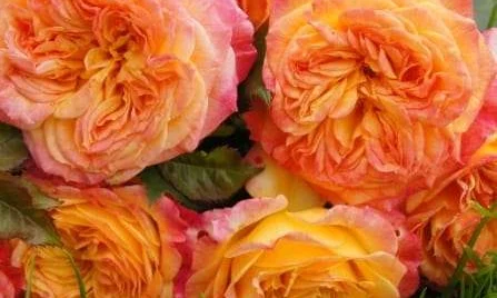 K482 Róża rabatowa GARTENSPASS®