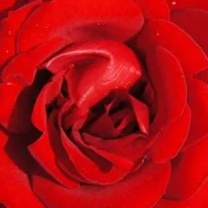 K483 Róża rabatowa MŁODZIEŃCZA MIŁOŚĆ