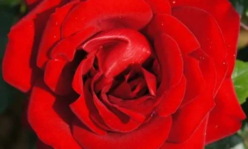 K483 Róża rabatowa MŁODZIEŃCZA MIŁOŚĆ