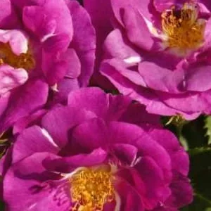 K484 Róża rabatowa RAPSODIA W NIEBIE®