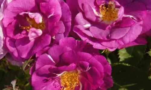 K484 Róża rabatowa RAPSODIA W NIEBIE®