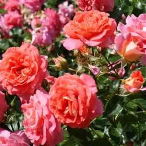 K485 Róża rabatowa SOMMERSONNE®