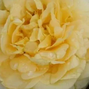 K486 Róża rabatowa SUNSTAR®