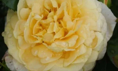 K486 Róża rabatowa SUNSTAR®