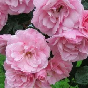 K487 Róża rabatowa BONICA