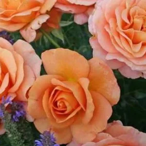 K488 Róża rabatowa BENGALI®