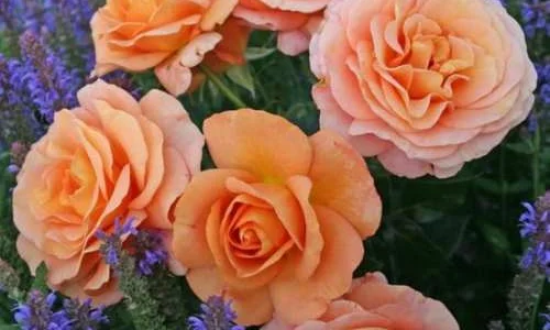 K488 Róża rabatowa BENGALI®