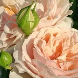 K489 Róża rabatowa OGRÓD RÓŻ®