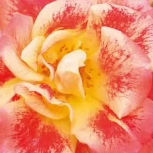 K490 Róża rabatowa AIRBRUSH®