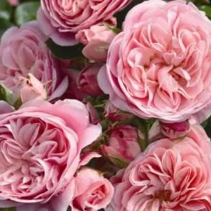 K491 Róża rabatowa BAILANDO®