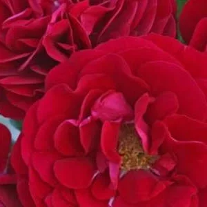 K492 Róża rabatowa Bordeaux®