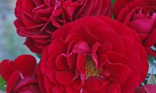 K492 Róża rabatowa Bordeaux®