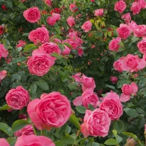 K493 Róża rabatowa Leonardo da Vinci