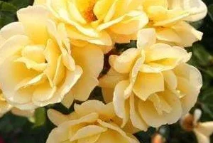 K494 Róża rabatowa CANDELA®